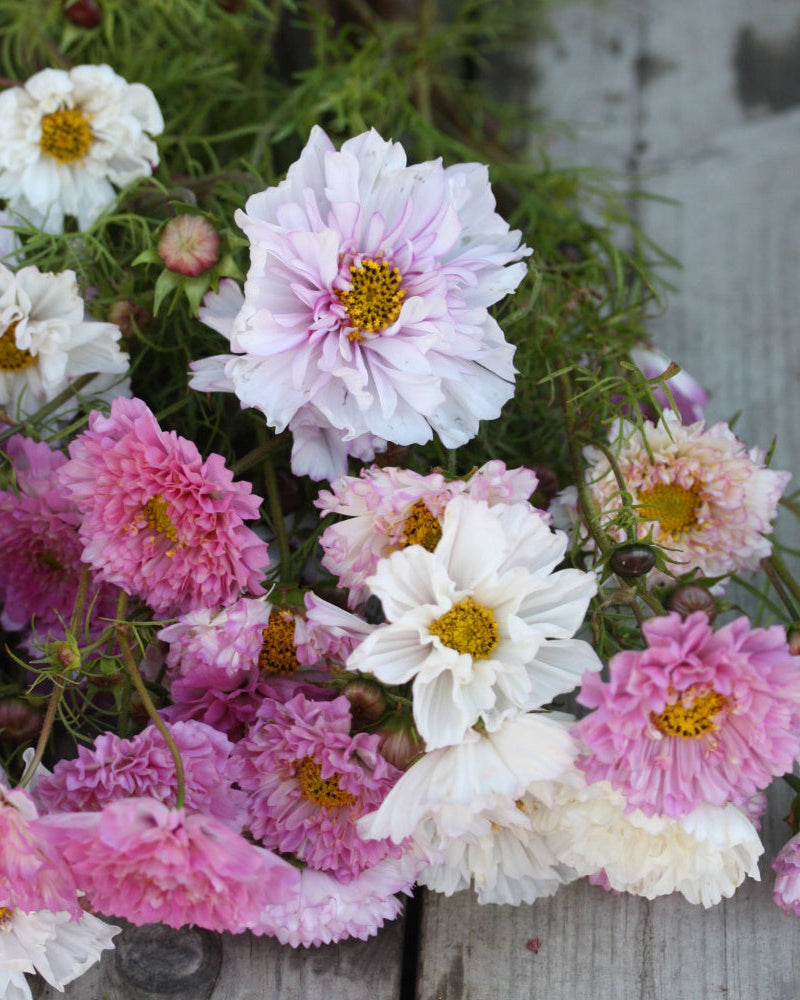 Cosmos Double Click Bicolor Pink insektsvennlig sommerblomst