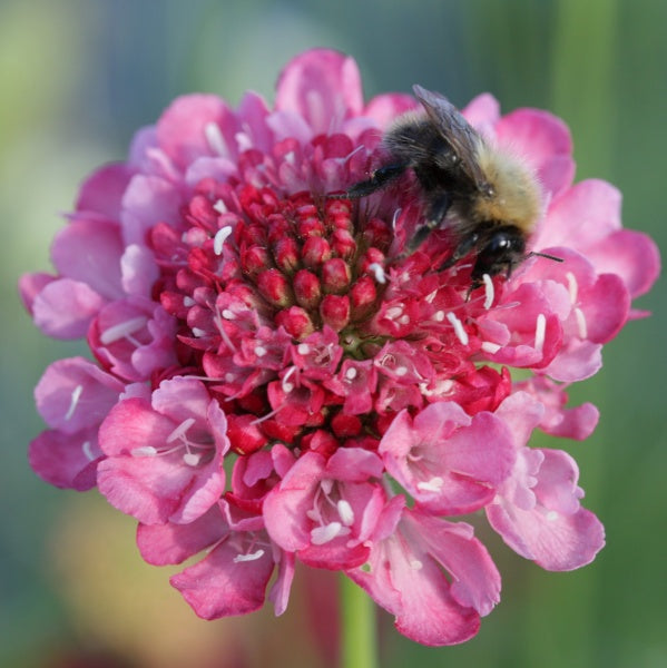 91494_Ett_rige_scabiosa_Salmon_Rose_2