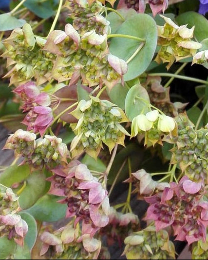Hareøre Griffithii Select frø – syregrønn snittblomst fra Blomsterhagen