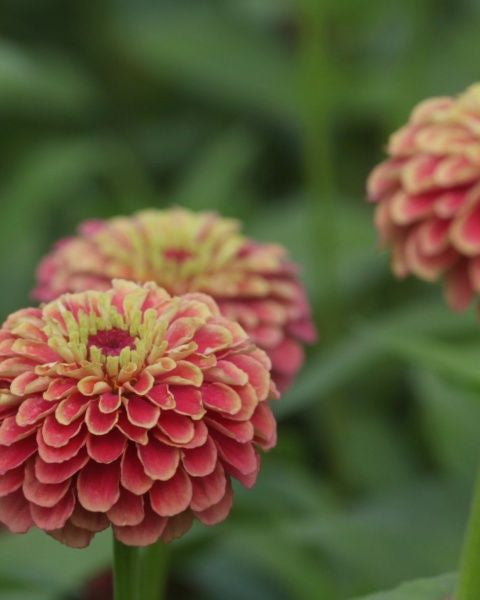 Zinnia Queen Red Lime med karakteristisk burgunderrødt senter og rosa kronblad