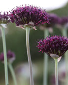 Prydløk Allium atropurpureum – høy slank stilk med mørkt blomsterhode som gir struktur i hagebed