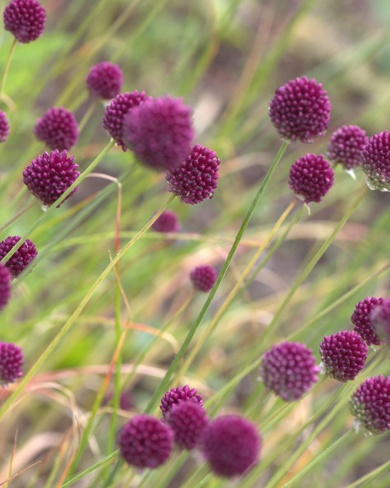 Kuleløk Allium sphaerocephalon – ovalt burgunderrødt blomsterhode på slank stilk