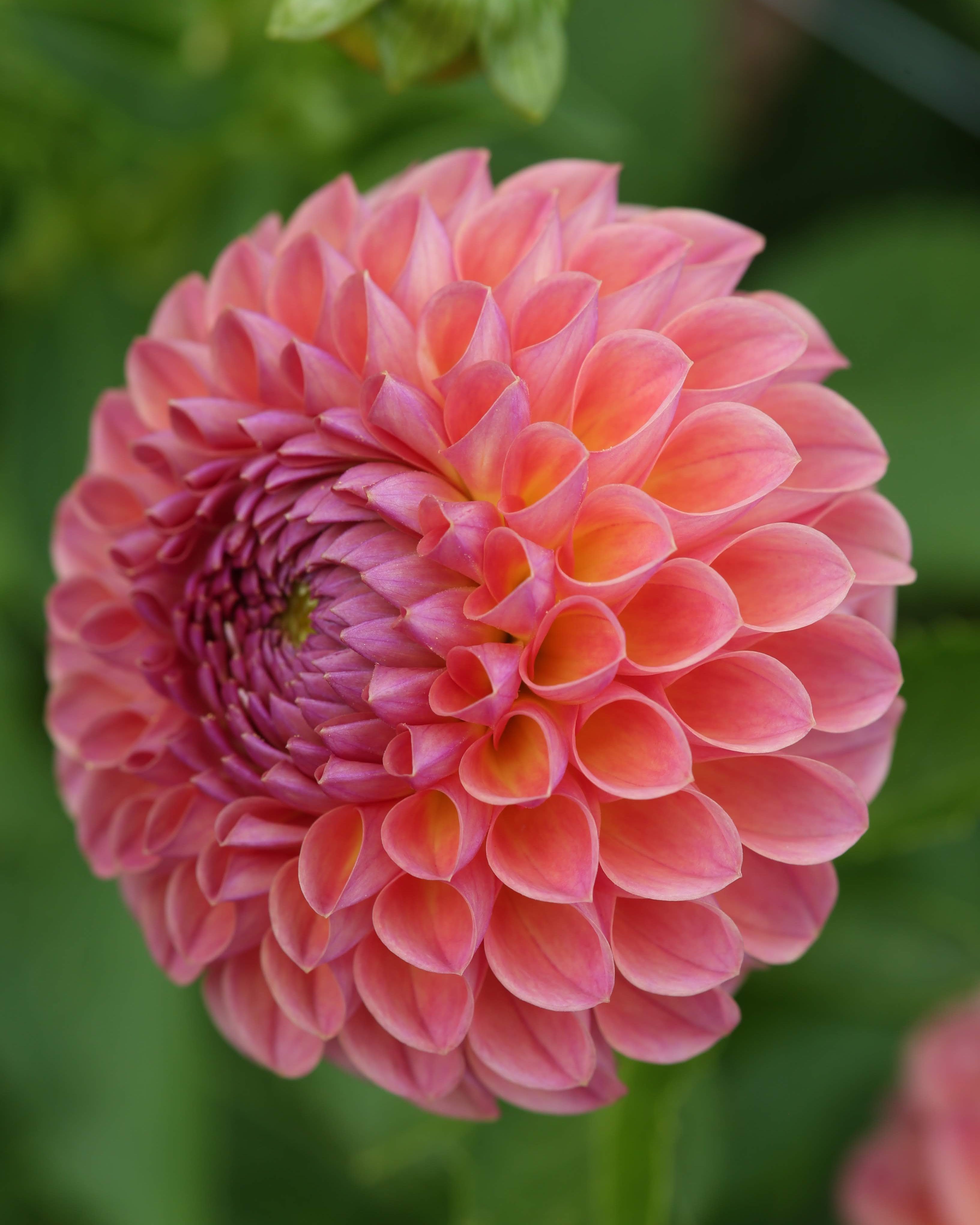 Dahlia Moderato - jevnt avrundet ballgeorgine i rike rosa og gylne nyanser