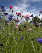Kornblomst Classic Artistic mix nærbilde - blå, rosa og hvite blomster