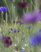 Kornblomst Classic Artistic mix - Centaurea cyanus i hagen