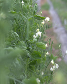 Erteblomst Polar Star - nærbilde av hvite erteblomster