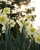Narciss Yellow Cheerfulness – lysegul fylt blomst med rufsete senter og flere blomsterhoder per stengel