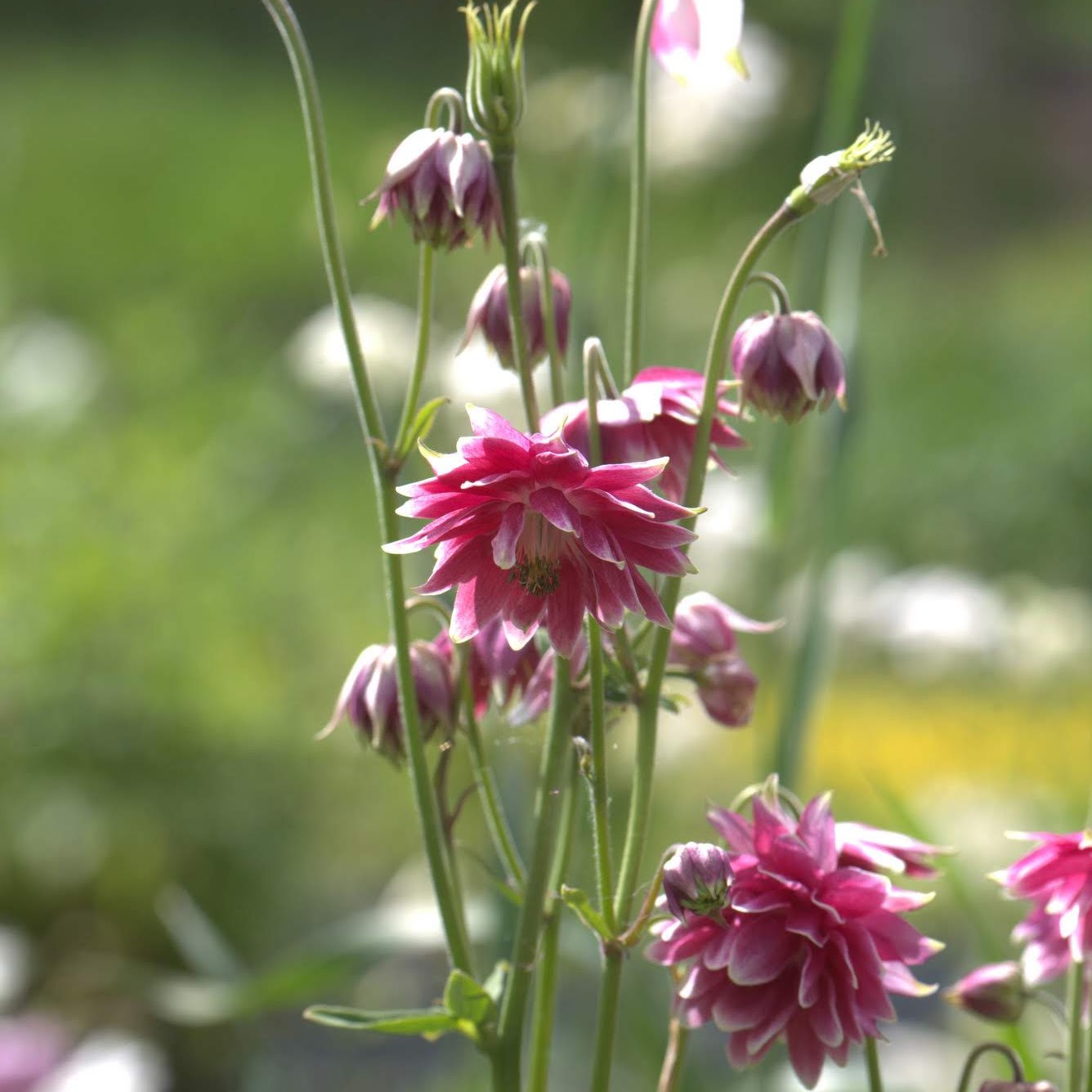 Nærbilde av Akeleie Nora Barlow sine grasiøse, nikkende blomster i rosa og hvitt