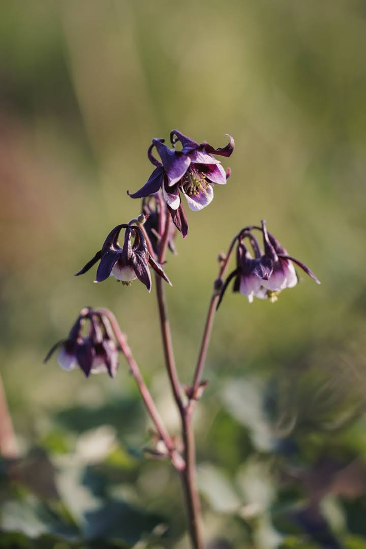 Nærbilde av Akeleie Magpie sine grasiøse, nikkende blomster
