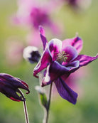 Akeleie Winky Purple White i hagen med flere blomster på samme stilk