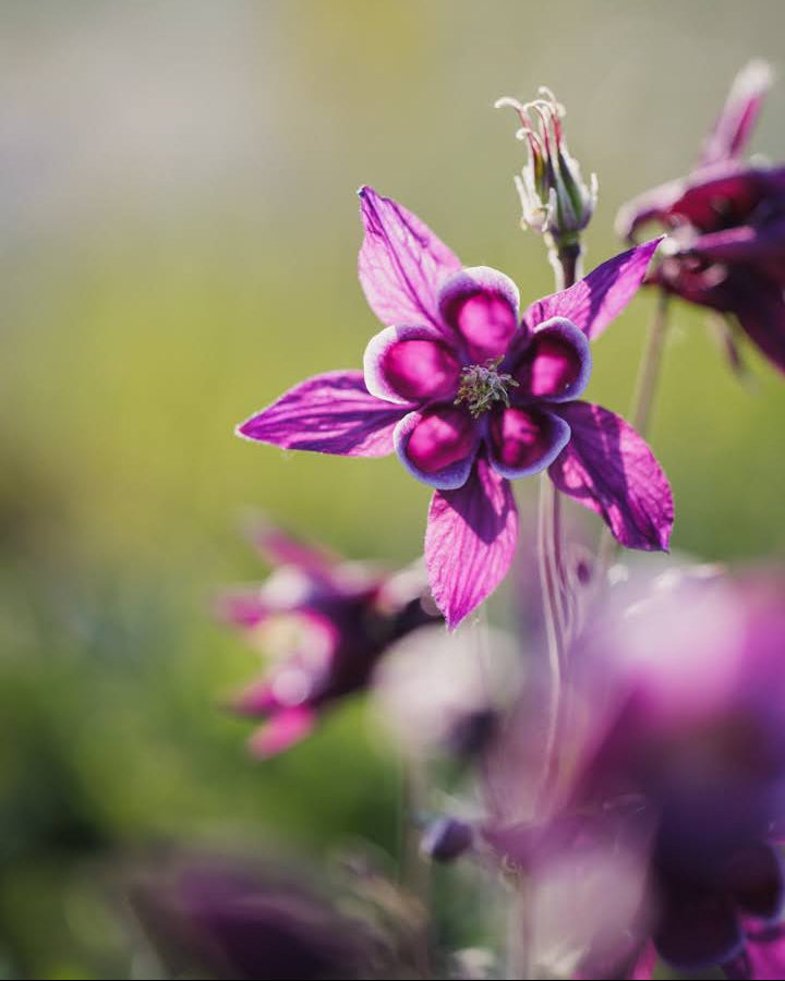 Akeleie Winky Purple White med doble lilla og hvite blomster i full blomstring