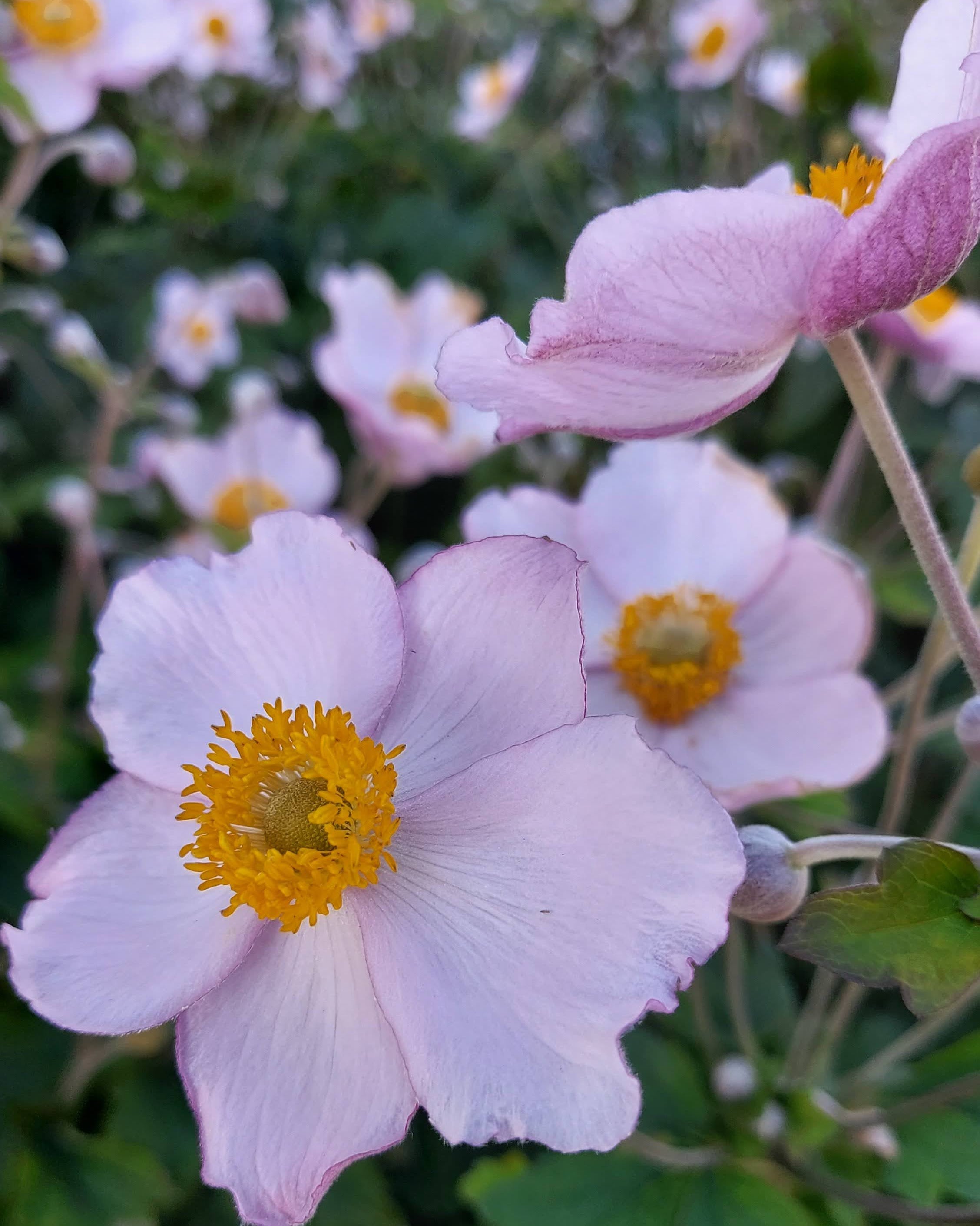 Anemone tomentosa robustissima høstanemone barrot staude