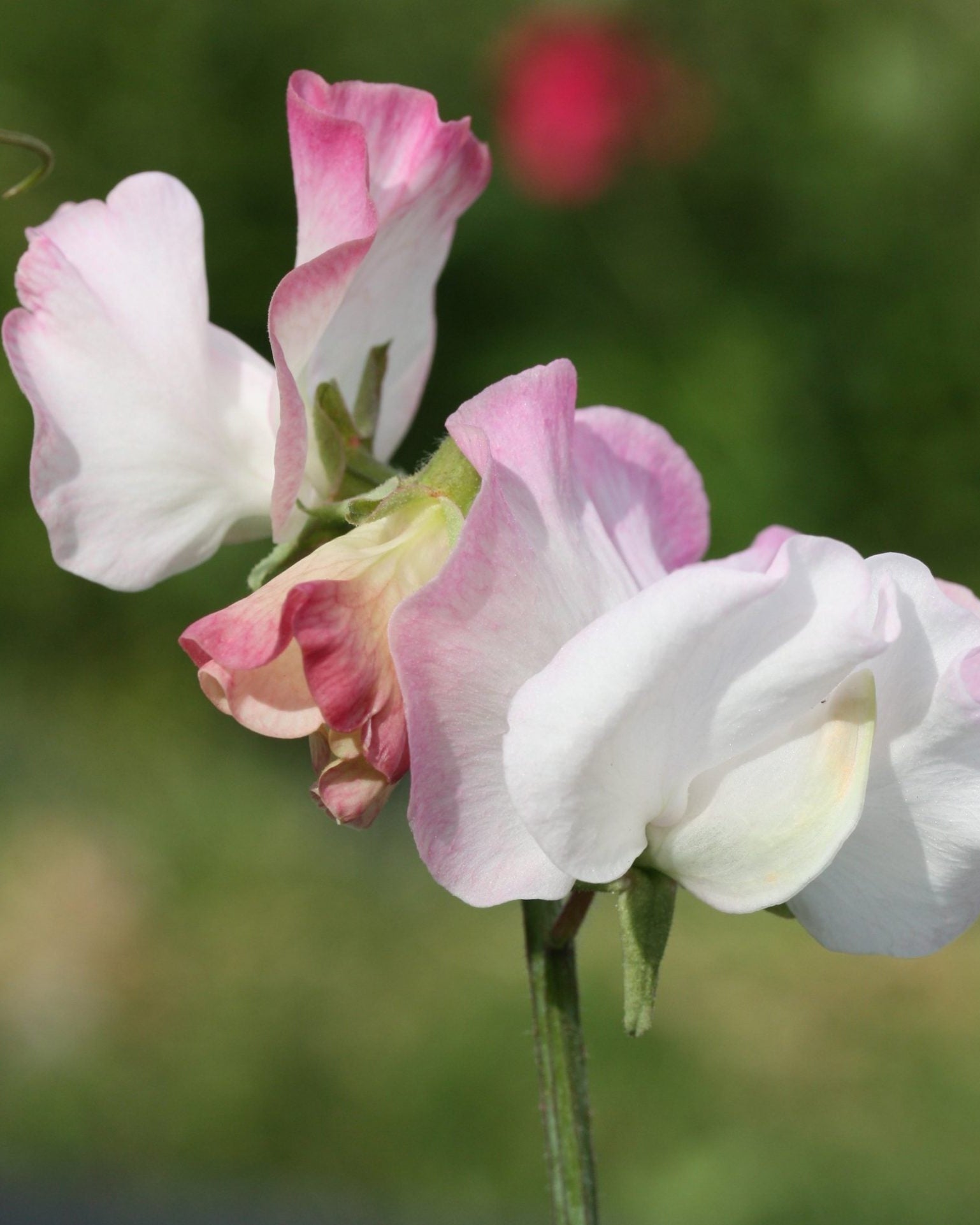 Erteblomst Anniversary klatreplante med elegante hvite og rosa blomster