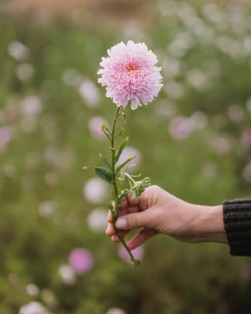 Kina asters Standy Light Pink med lyserosa doble blomster i hagen