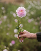 Kina asters Standy Light Pink med lyserosa doble blomster i hagen