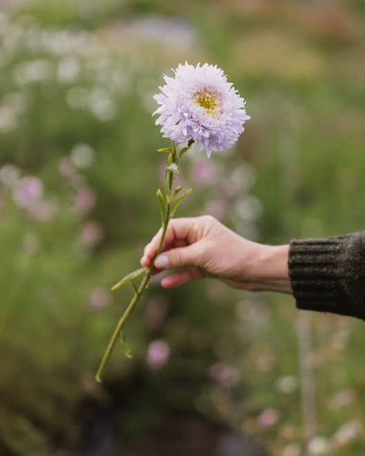 Detaljbilde av Kina asters Matador Soft Blue som viser de fyllige doble blomstene