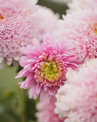 Detaljbilde av Kina asters Standy Light Pink som viser de fyllige doble blomstene