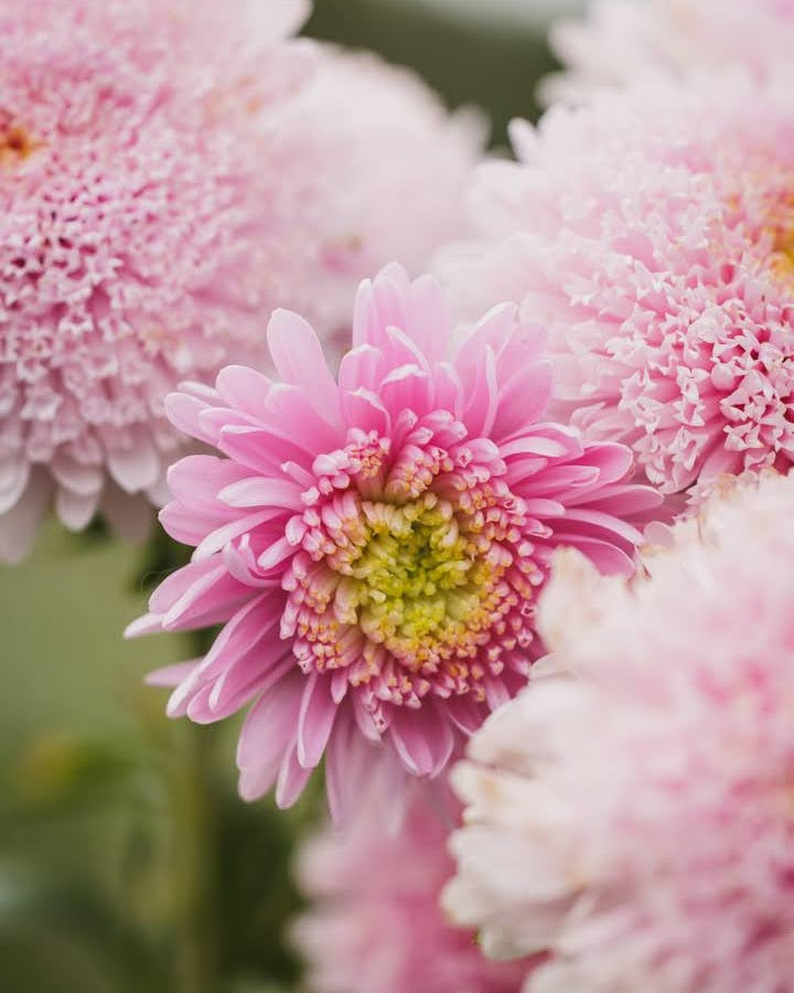 Detaljbilde av Kina asters Standy Light Pink som viser de fyllige doble blomstene