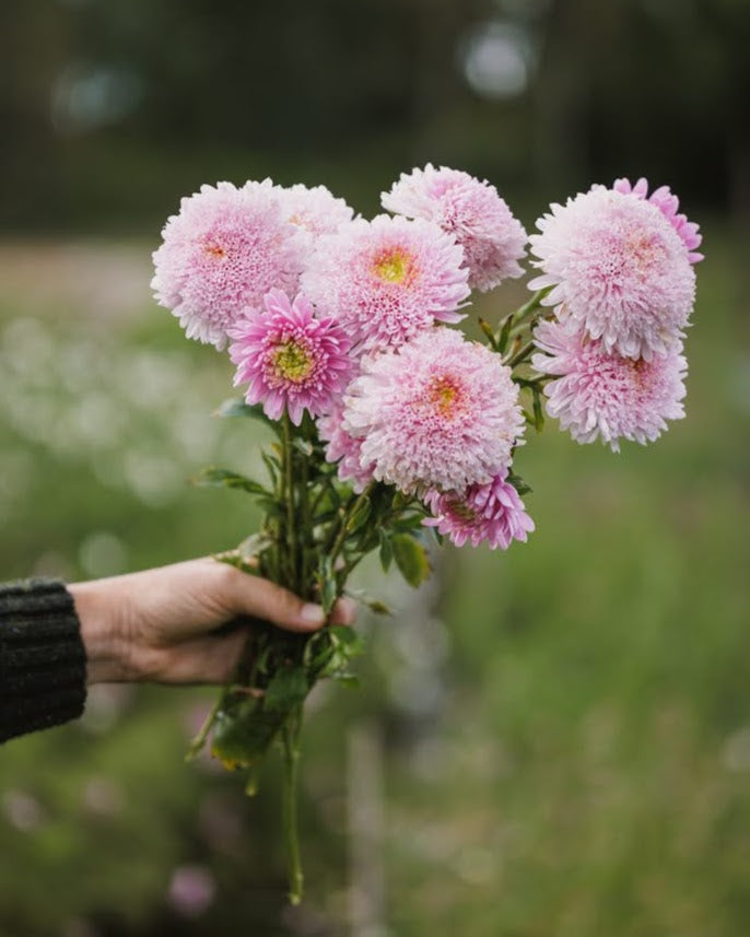Nærbilde av Kina asters Standy Light Pink blomster med myke rosa kronblad
