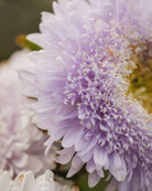 Kina asters Matador Soft Blue i full blomstring med vakre myke blå blomster