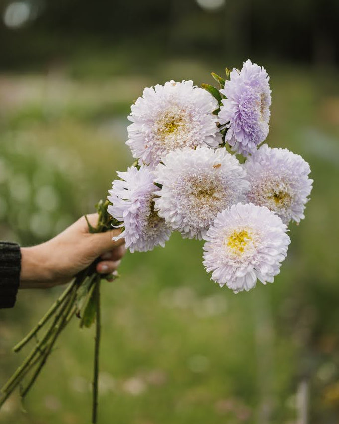 Nærbilde av Kina asters Matador Soft Blue blomster med elegante myke blå kronblad