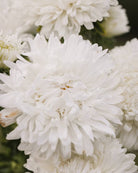 Kina asters King Size White blomster med klassisk hvit farge