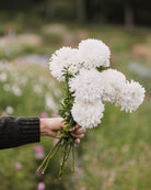 Kina asters King Size White med renhvite doble blomster i hagen