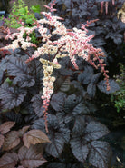 Astilbe Chocolate Shogun med pudderrosa blomster og bronsebrunt bladverk - barrotstaude for halvskygge