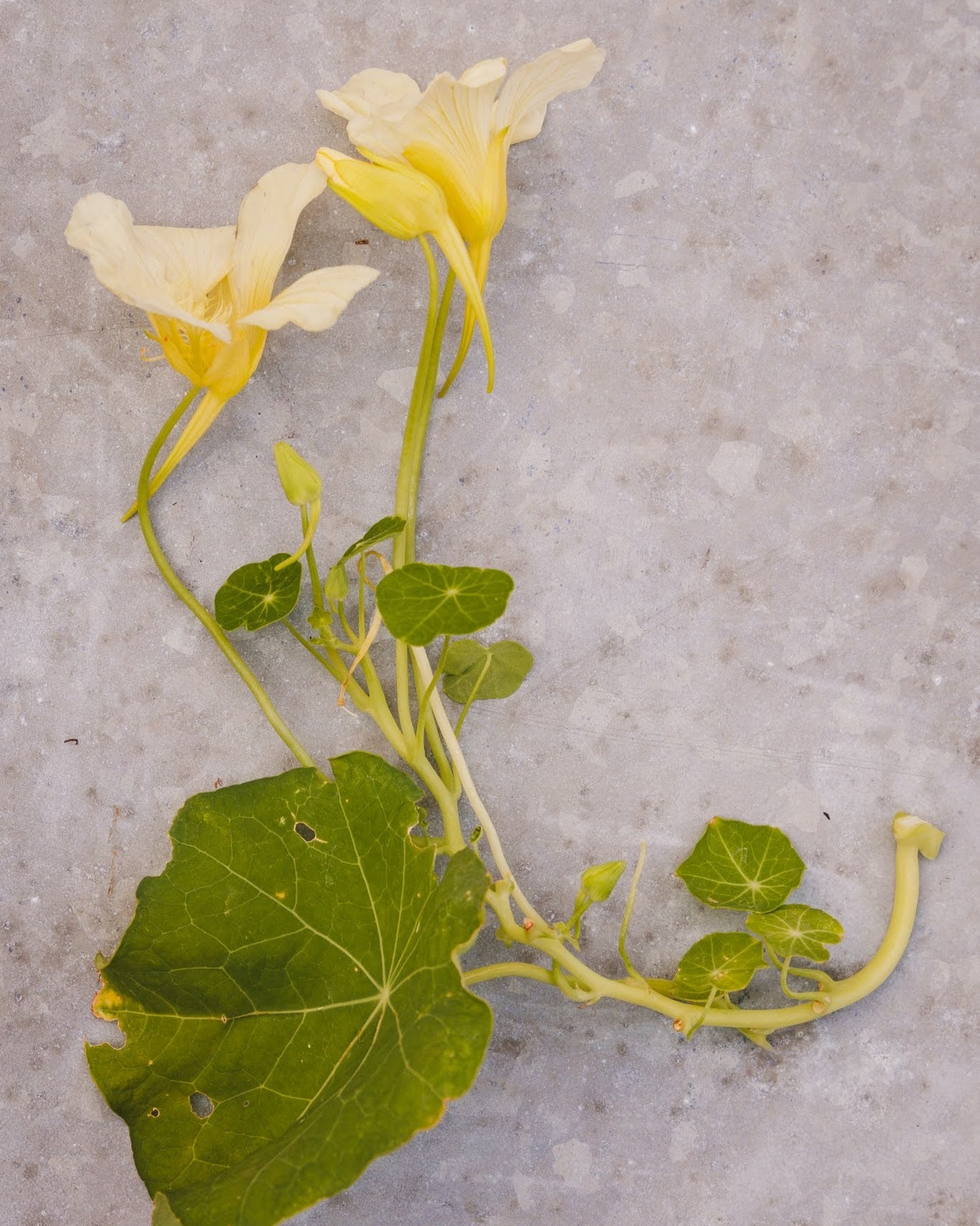Blomkarse Milkmaid ettårig blomst med hvite blomster i rabatt