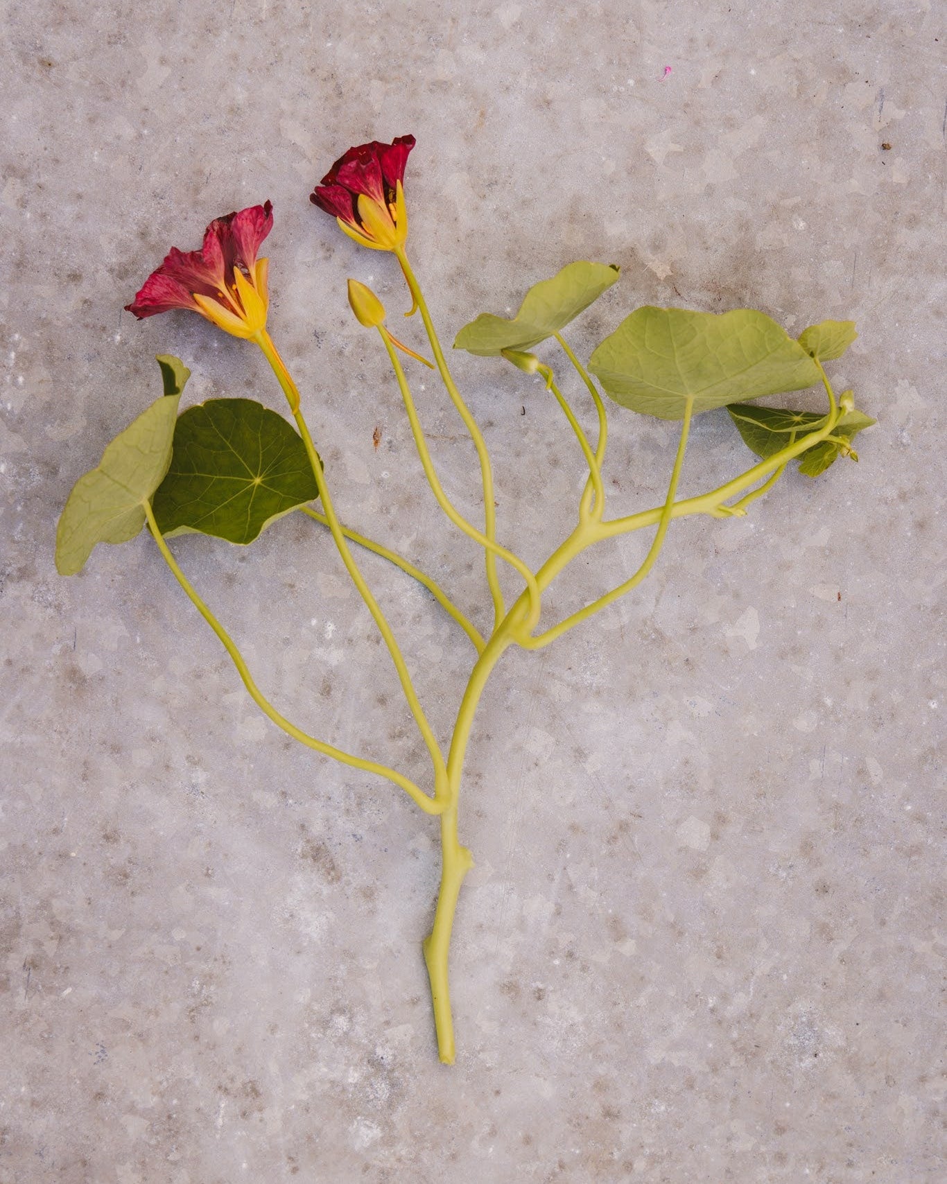 Blomkarse Purple Emperor med spiselige purpurfargede blomster