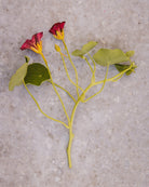 Blomkarse Purple Emperor med spiselige purpurfargede blomster