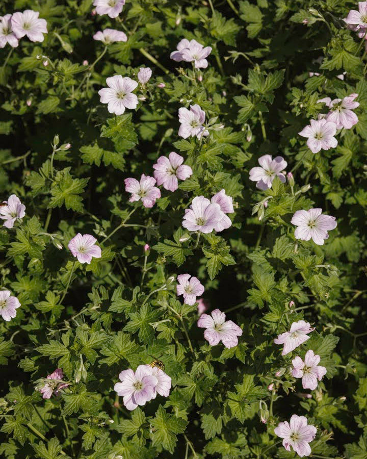 Geranium Dreamland danner tepper i hagebed - lettstelt storkenebb