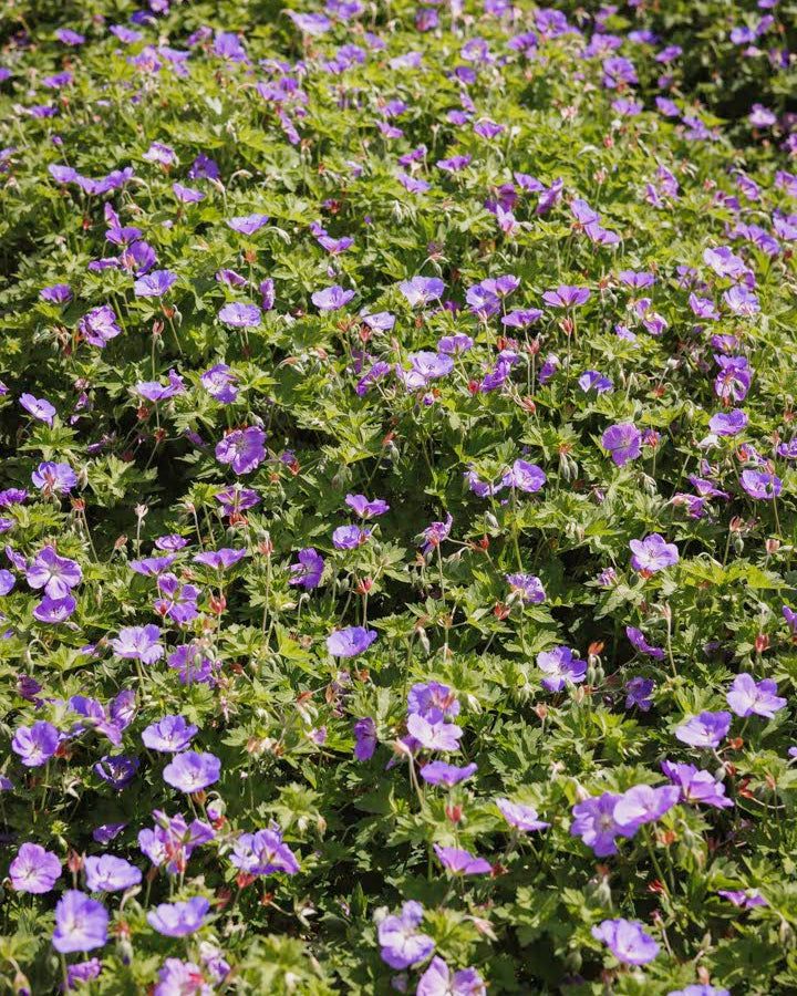 Geranium Rozanne med store blå blomster - lettstelt storkenebb barrot H5
