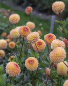 georgine blyton softer gleam perfekt til snittblomst