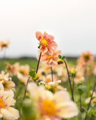 Georgine Campus Nature Metier - collarette georgine i aprikos, honning og kobber med rosa krageparti