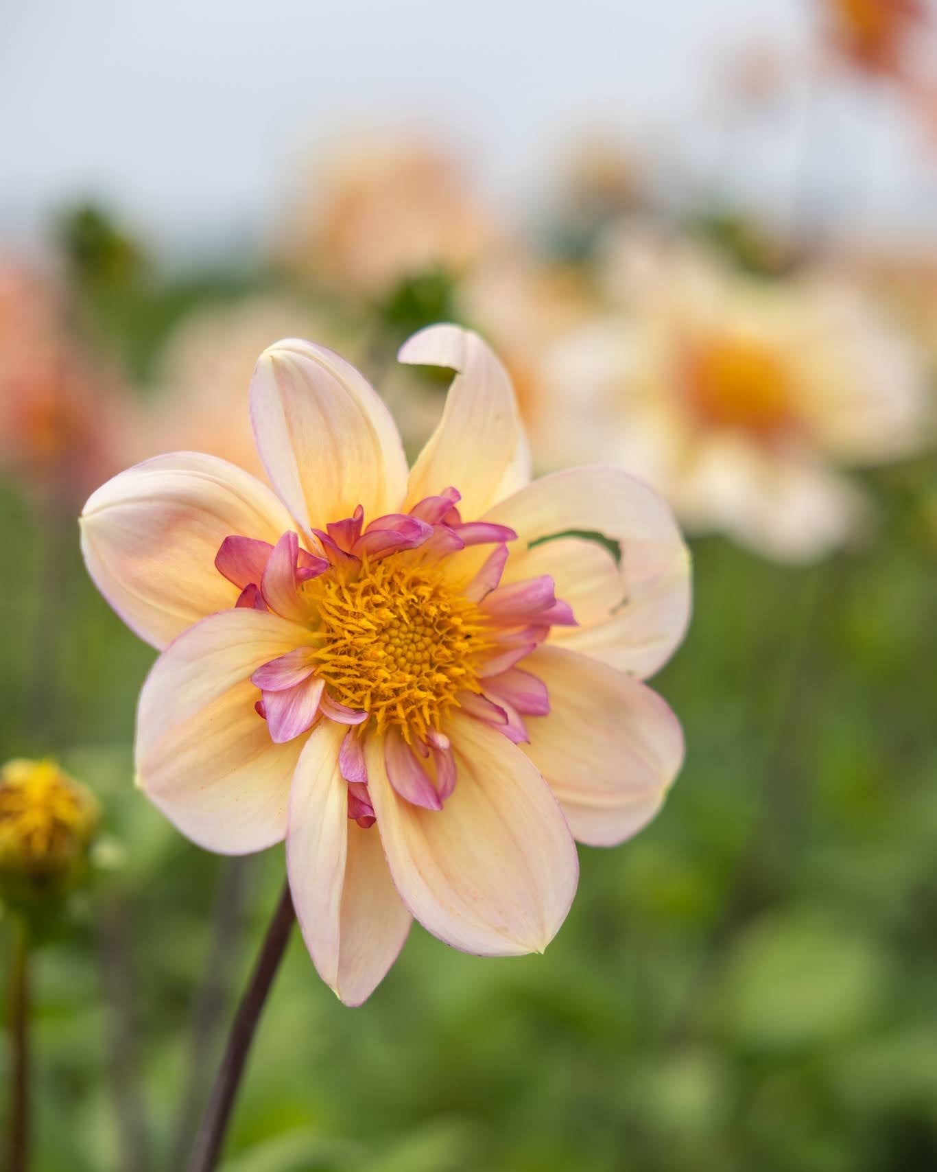 Campus Nature Metier - collarette georgine i aprikos og kobber, perfekt som snittblomst