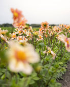 Georgine Campus Nature Metier knoller - collarette snittblomst med aprikos og kobberfarget blomst