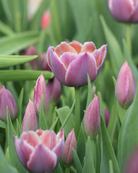Tulipan Blue Heaven – elegante stilker med luftig blomsterstand i myke blålilla og syrintoner