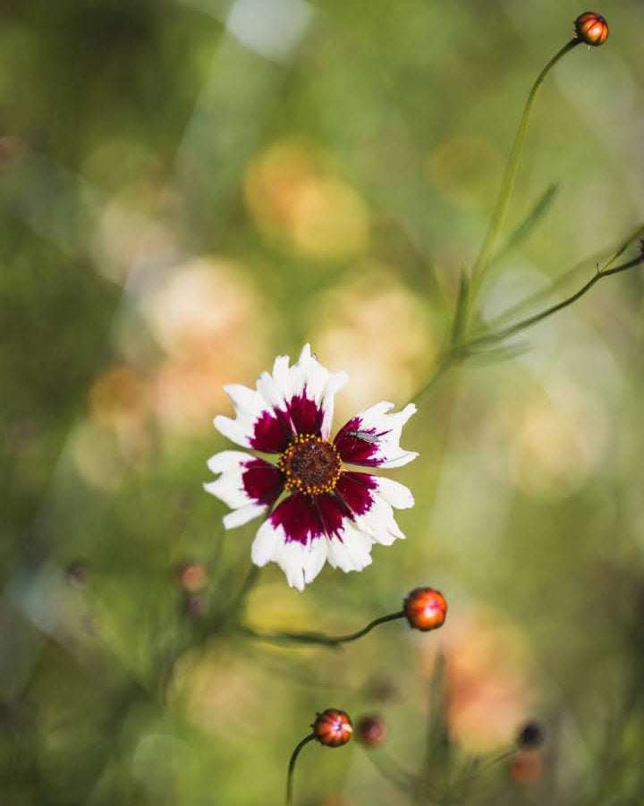 Kransvakkerøye Incredible Swirl i full blomstring i hagen