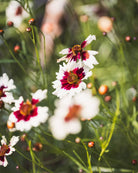 Nærbilde av Kransvakkerøye Incredible Swirl blomster