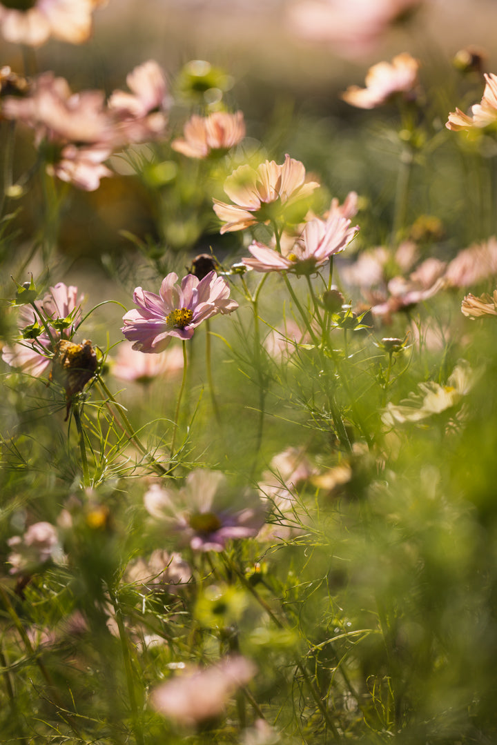 Cosmos bipinnatus ‘Apricotta’ – aprikosfarget blomsterfrø, insektsvennlig og dyrket for snittblomster.