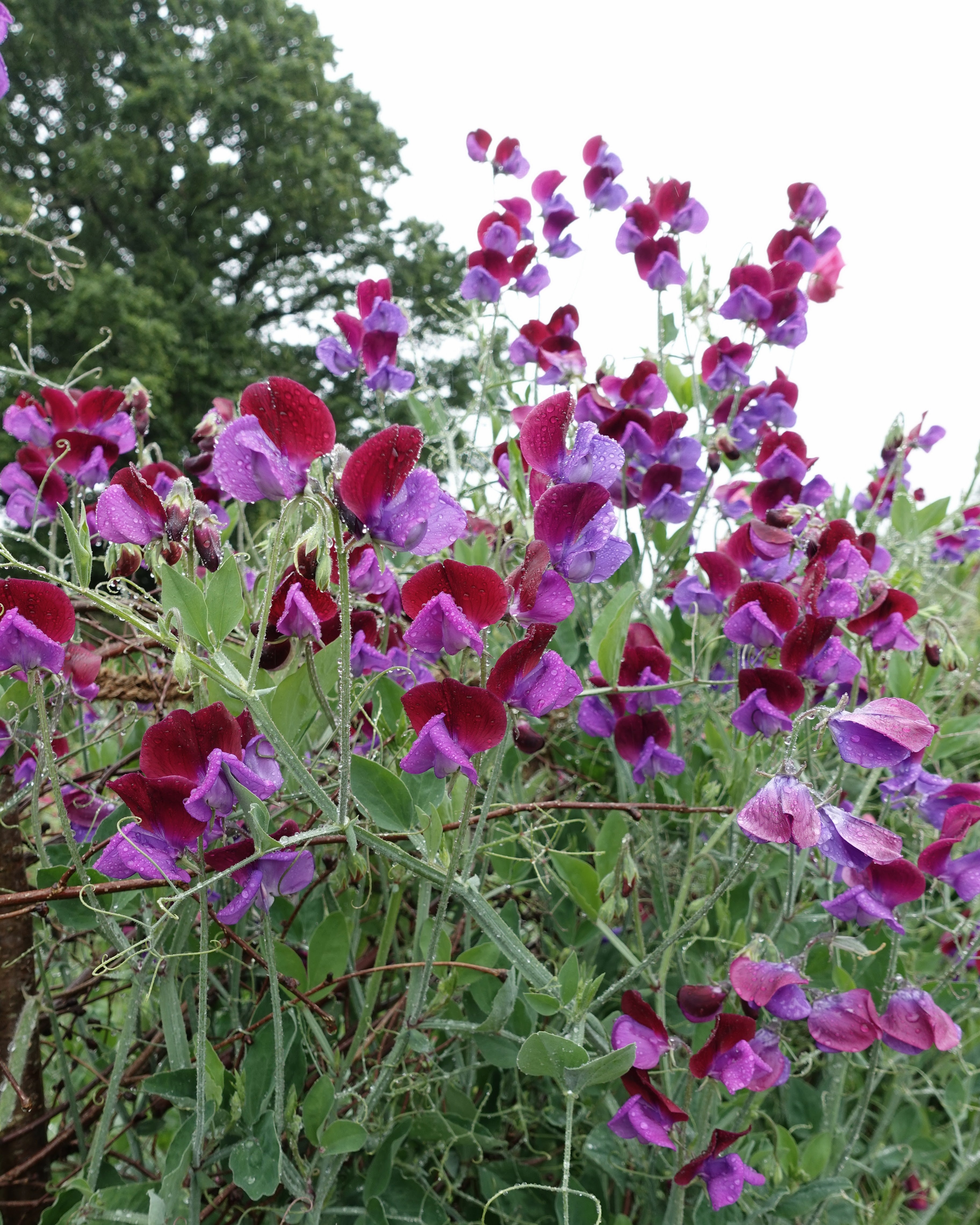 Erteblomst Matucana - duftende snittblomst med totonede blomster