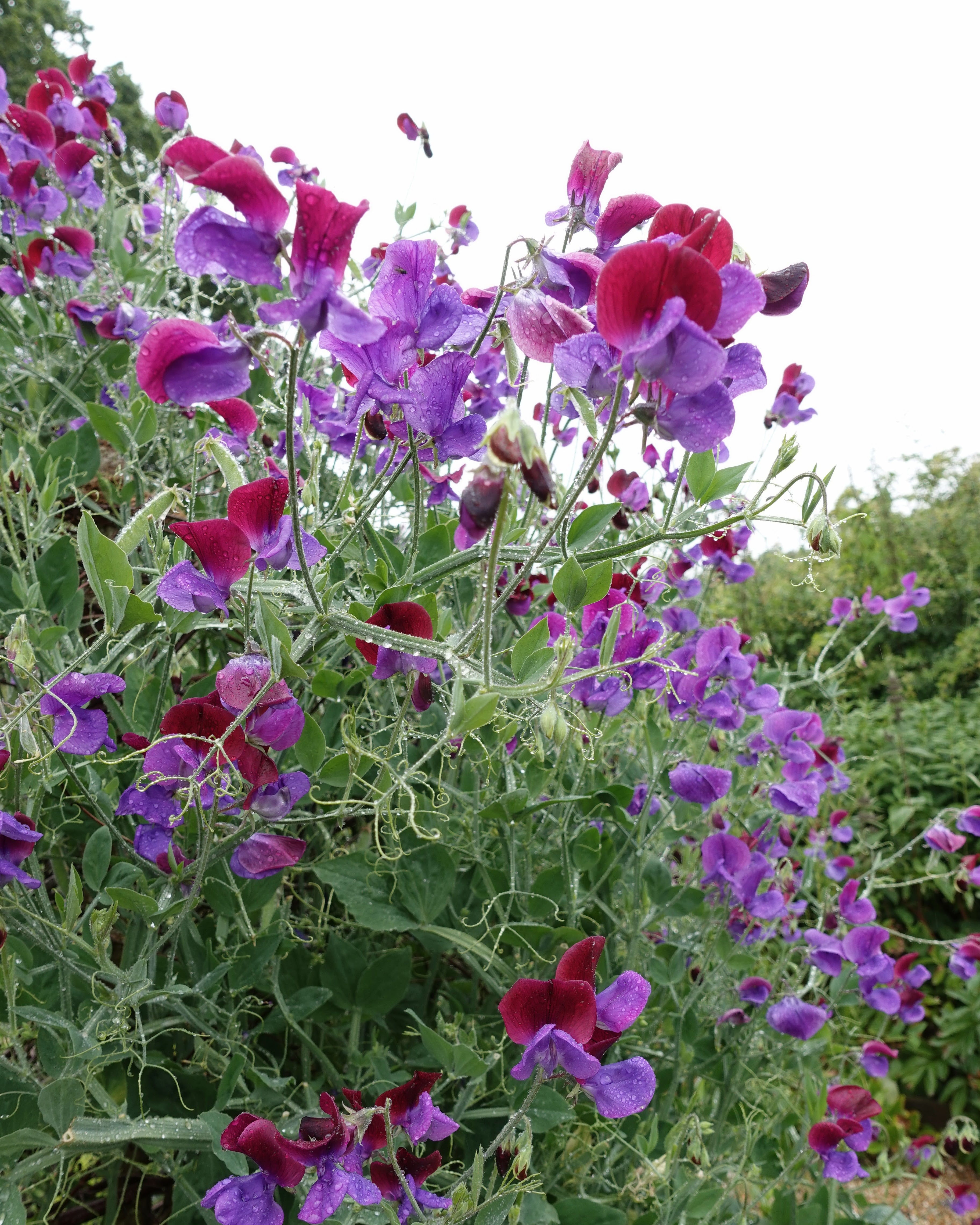 Erteblomst Matucana med dyp purpur og mørk magenta blomster i full blomstring