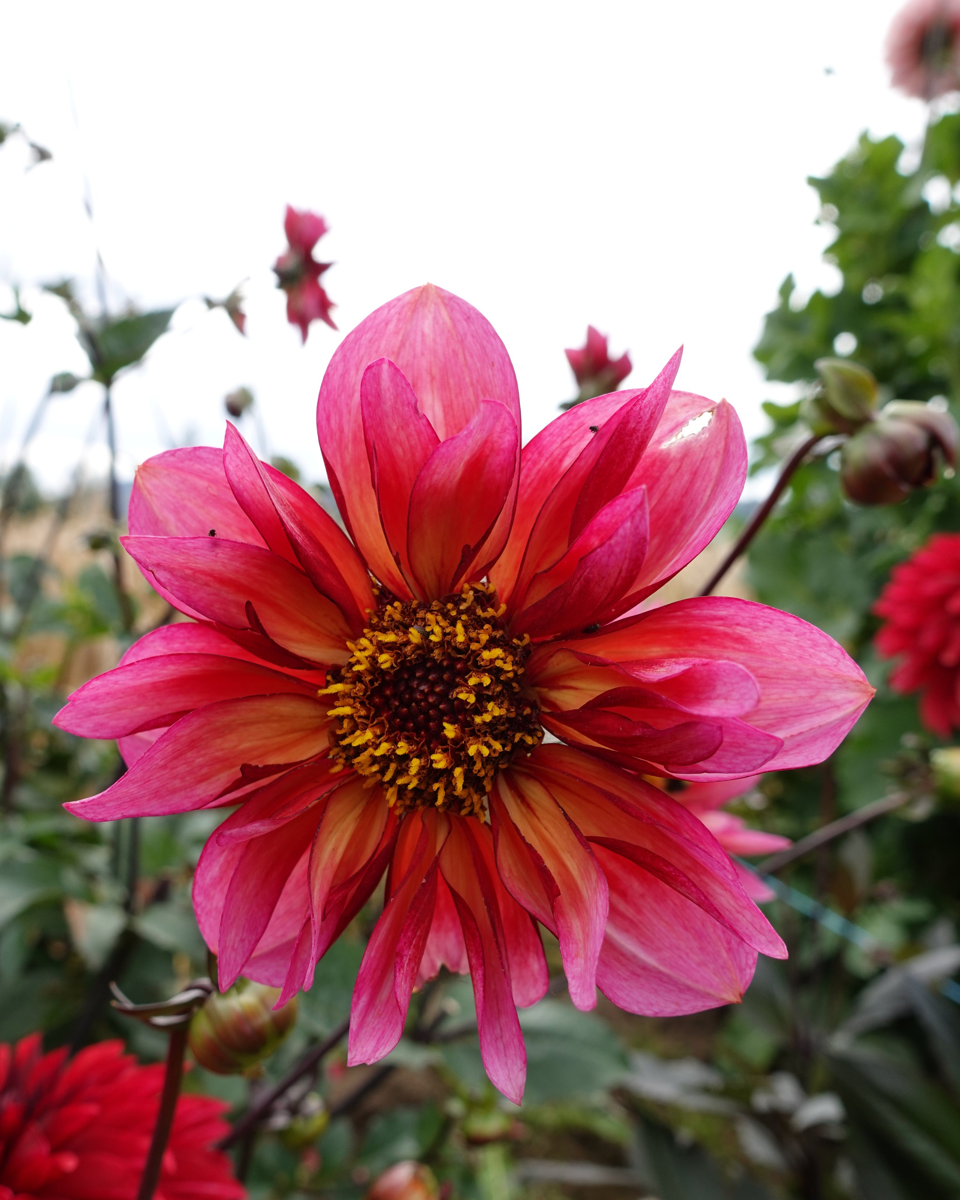 Nærbilde av Princess Nadine georgine med vakker bringebærrosa-gyllen blomst