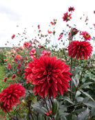 Danique georgine - nærbilde av blomst med karakteristiske farger