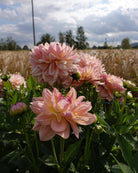Georgine Joels Favorite med karakteristisk varm pastellfarget dekorativ blomst