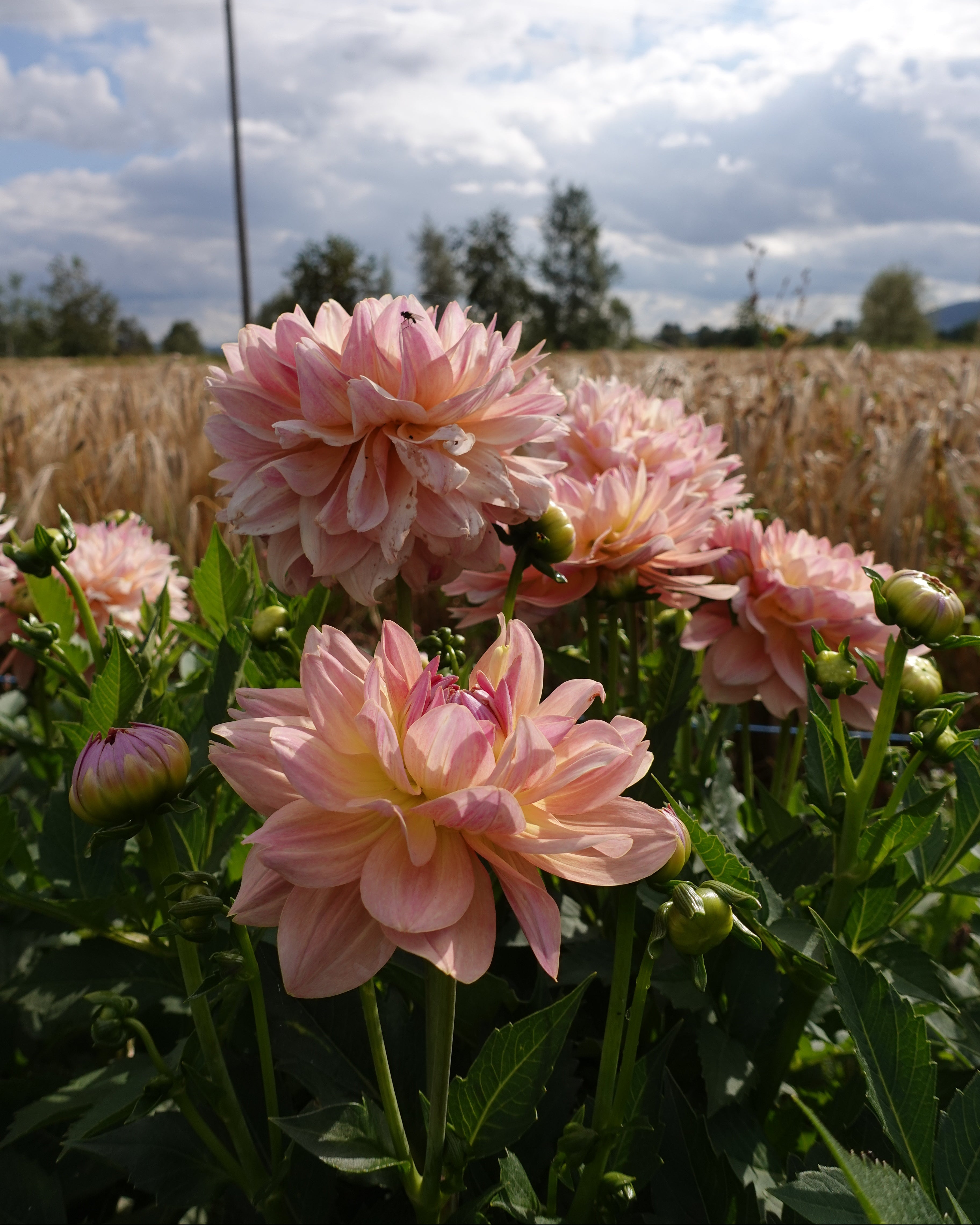 Georgine Joels Favorite med karakteristisk varm pastellfarget dekorativ blomst