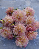 Nærbilde av Georgine Joels Favorite med varm gul-oransje blomst