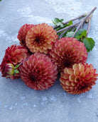 Georgine High Fidelity i full blomst med brente kronbladfarger