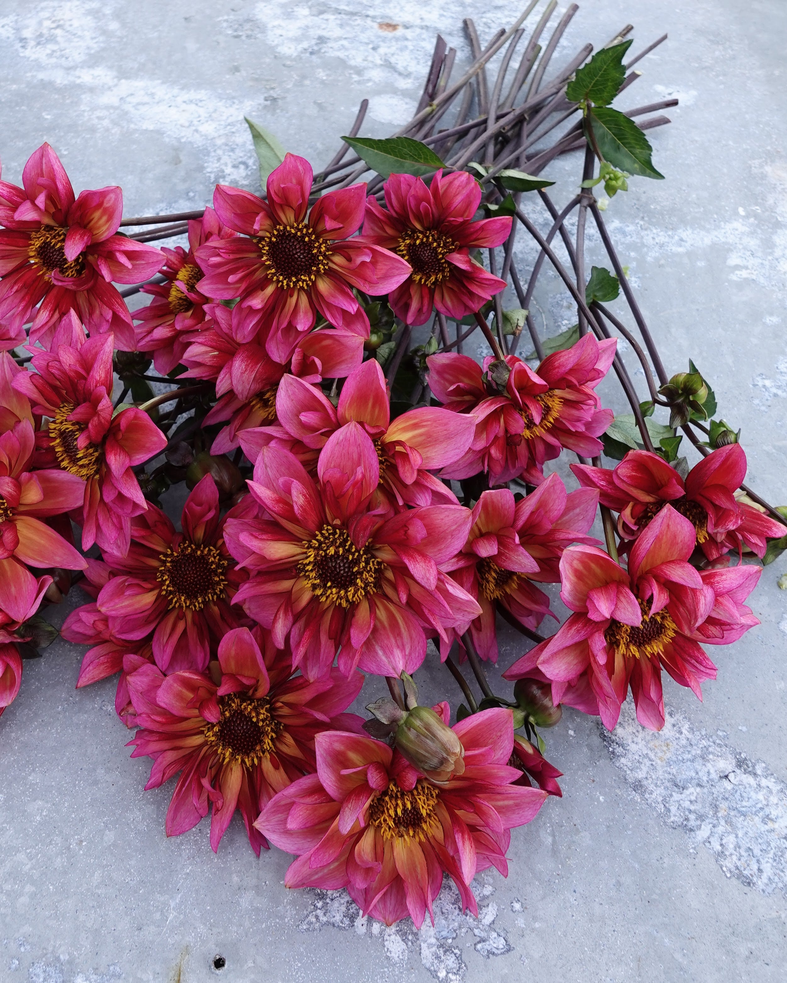 Georgine Princess Nadine med bærfarger og gyllen åpne blomster